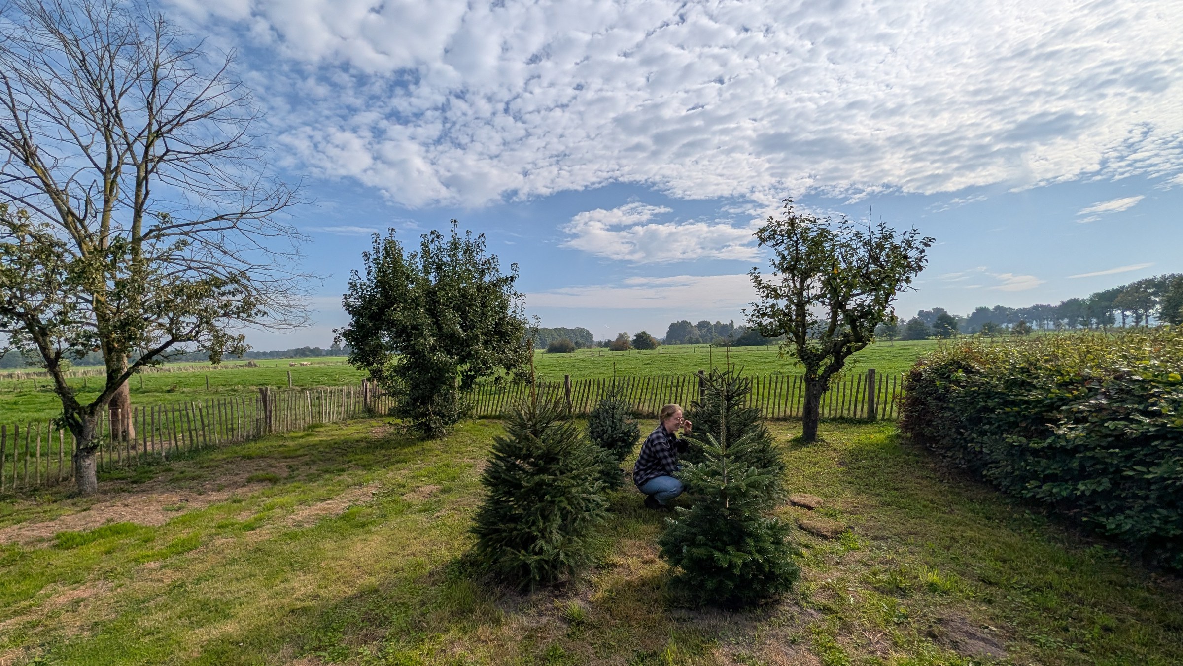 Charolais runderen op de weide